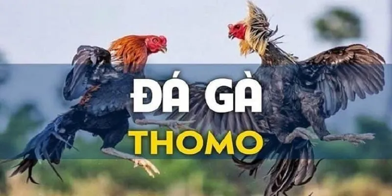 Những điều quan trọng về quy luật của đá gà Thomo cần biết