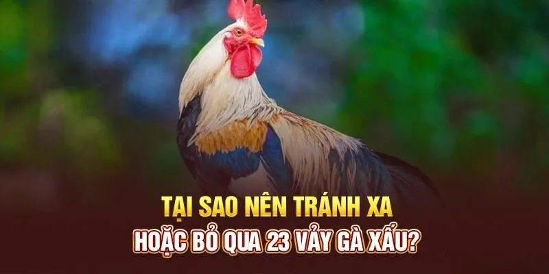 Phân loại 23 vảy gà xấu ảnh hưởng đến khả năng thi đấu